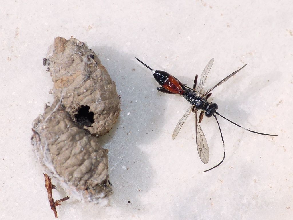 Pompilidae (Agenioideus cfr. sericeus) che preda Hyptiotes (Uloboridae)